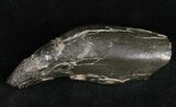 Fossil Sperm Whale Tooth - South Carolina #11979-1